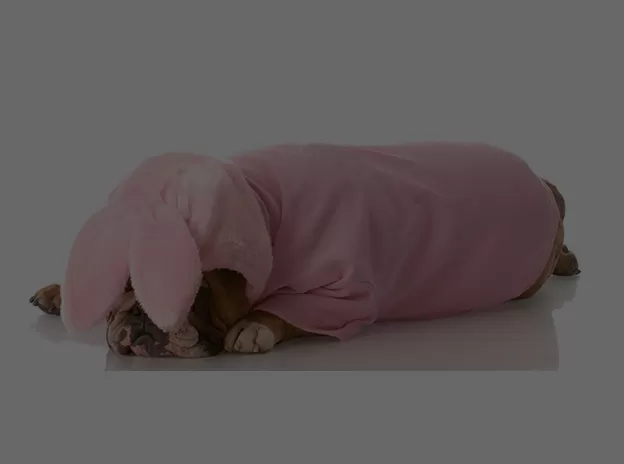 Dog Bathrobe